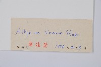 狹葉蹄蓋蕨藏品圖，第2張