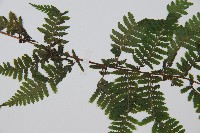 狹葉蹄蓋蕨藏品圖，第4張