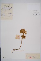 玉柏、玉柏石松藏品圖，第1張