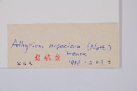 日本蹄蓋蕨藏品圖，第3張