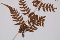 日本蹄蓋蕨藏品圖，第4張