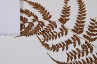 日本蹄蓋蕨藏品圖，第5張