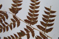 日本蹄蓋蕨藏品圖，第6張