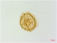 日本蹄蓋蕨藏品圖，第2張