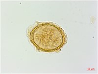 日本蹄蓋蕨藏品圖，第4張