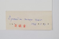 地刷子石松藏品圖，第2張