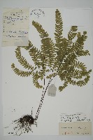 掌葉鐵線蕨藏品圖，第1張