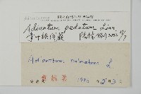 掌葉鐵線蕨藏品圖，第2張