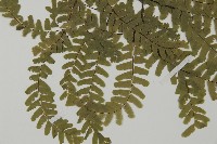 掌葉鐵線蕨藏品圖，第3張