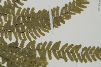 掌葉鐵線蕨藏品圖，第4張