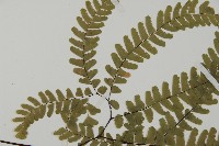 掌葉鐵線蕨藏品圖，第5張