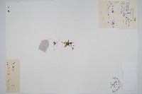 過山蕨藏品圖，第1張