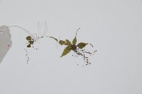 過山蕨藏品圖，第3張