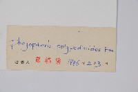 卵果蕨藏品圖，第2張