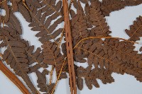 蕨藏品圖，第5張