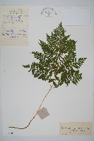 東北角蕨藏品圖，第1張