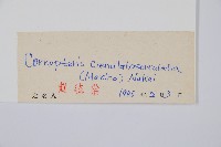 東北角蕨藏品圖，第2張