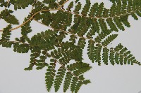 東北角蕨藏品圖，第3張