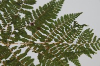 東北角蕨藏品圖，第4張