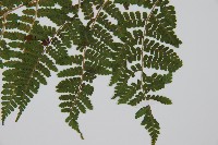 東北角蕨藏品圖，第5張