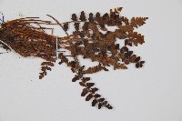 心岩蕨藏品圖，第3張