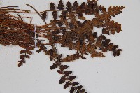 心岩蕨藏品圖，第4張