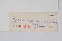 烏蘇里瓦葦藏品圖，第2張