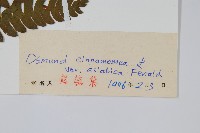 桂皮紫萁藏品圖，第2張