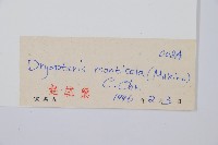 山地鱗毛蕨藏品圖，第2張