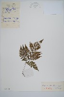 歐洲羽節蕨藏品圖，第1張