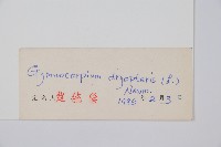 歐洲羽節蕨藏品圖，第2張