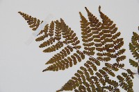 歐洲羽節蕨藏品圖，第4張