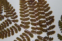 歐洲羽節蕨藏品圖，第5張