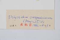 鞭葉耳蕨藏品圖，第2張