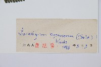 亞蹄蓋蕨藏品圖，第2張