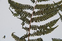 亞蹄蓋蕨藏品圖，第3張