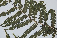 亞蹄蓋蕨藏品圖，第4張