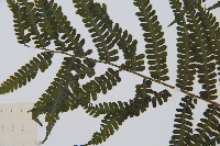 亞蹄蓋蕨藏品圖，第5張