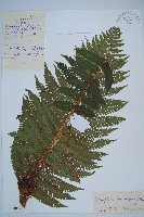 綿馬鱗毛蕨藏品圖，第1張