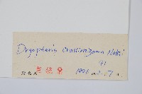 綿馬鱗毛蕨藏品圖，第2張