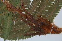 綿馬鱗毛蕨藏品圖，第3張