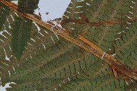 綿馬鱗毛蕨藏品圖，第4張