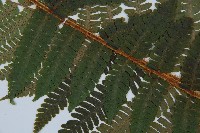 綿馬鱗毛蕨藏品圖，第5張