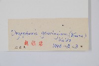 美麗鱗毛蕨藏品圖，第2張