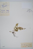 溪洞碗蕨藏品圖，第1張