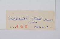 溪洞碗蕨藏品圖，第2張