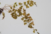 溪洞碗蕨藏品圖，第3張