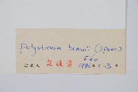 布郎耳蕨藏品圖，第2張