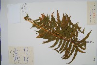 莢果蕨藏品圖，第1張