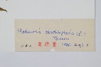 莢果蕨藏品圖，第2張